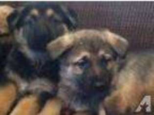 German Shepherd Dog Puppy for sale in BOAZ, AL, USA
