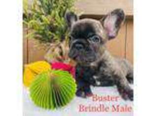 French Bulldog Puppy for sale in Burleson, TX, USA