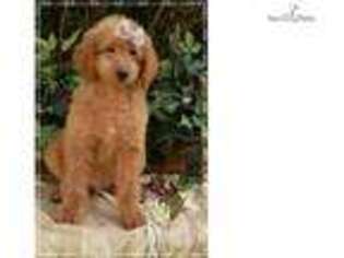 Goldendoodle Puppy for sale in Columbia, MO, USA