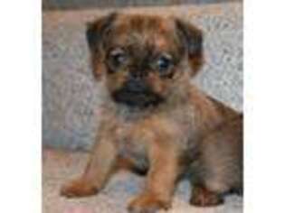 Brussels Griffon Puppy for sale in Somerville, TN, USA