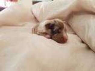 Miniature Australian Shepherd Puppy for sale in Corsicana, TX, USA