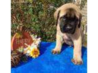 Mastiff Puppy for sale in Troup, TX, USA