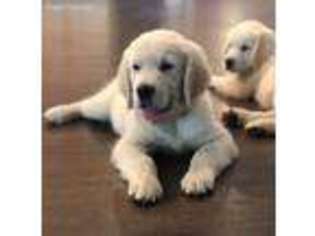 Golden Retriever Puppy for sale in Pentwater, MI, USA