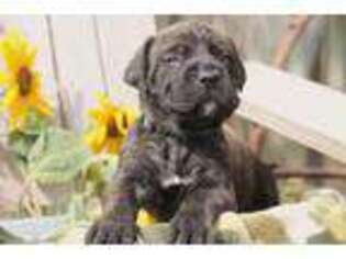 Mastiff Puppy for sale in Prineville, OR, USA