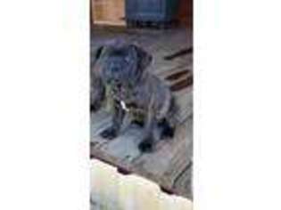 Cane Corso Puppy for sale in Cartwright, OK, USA