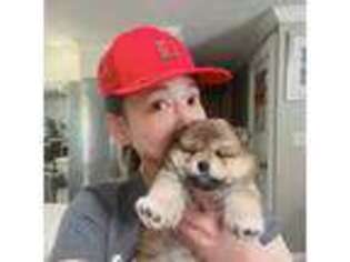 Shiba Inu Puppy for sale in North Smithfield, RI, USA