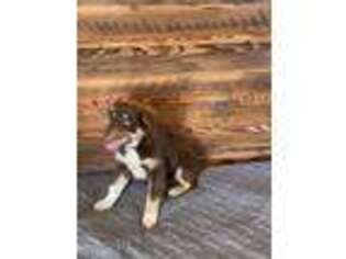 Australian Shepherd Puppy for sale in Mineral Springs, AR, USA