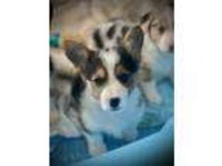 Pembroke Welsh Corgi Puppy for sale in Palmdale, CA, USA