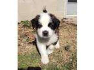 Saint Bernard Puppy for sale in New Carlisle, OH, USA