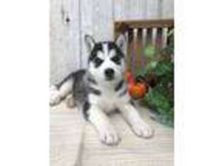 Siberian Husky Puppy for sale in Topeka, IN, USA