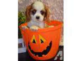 Cavalier King Charles Spaniel Puppy for sale in ARAB, AL, USA
