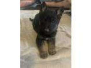 German Shepherd Dog Puppy for sale in Rio Rancho, NM, USA
