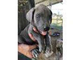 Great Dane Puppy for sale in Devine, TX, USA