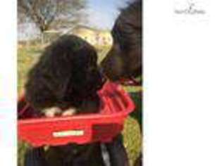 Newfoundland Puppy for sale in Saint Louis, MO, USA