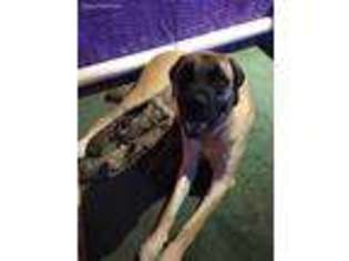 Mastiff Puppy for sale in Front Royal, VA, USA