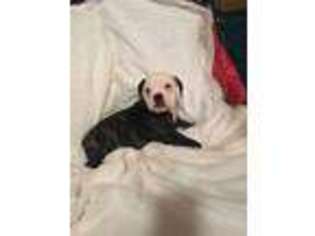 Alapaha Blue Blood Bulldog Puppy for sale in Wakeman, OH, USA