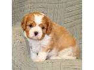 Cavalier King Charles Spaniel Puppy for sale in Florence, MO, USA
