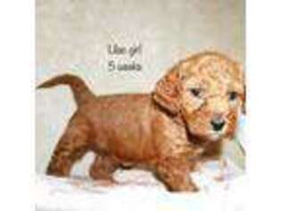 Goldendoodle Puppy for sale in Cloquet, MN, USA