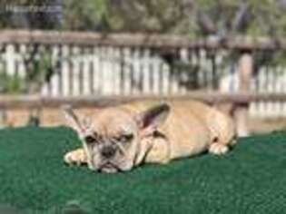 French Bulldog Puppy for sale in Winchester, CA, USA