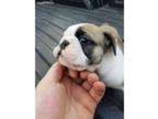 Bulldog Puppy for sale in Alma, AR, USA