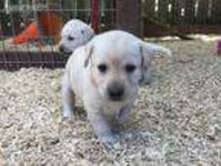 Labrador Retriever Puppy for sale in Lebanon, OR, USA