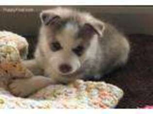 Siberian Husky Puppy for sale in Swisher, IA, USA
