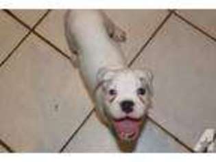 Boxer Puppy for sale in BRICK, NJ, USA