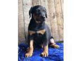 Doberman Pinscher Puppy for sale in Rome City, IN, USA