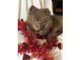 Pomeranian Puppy for sale in Enid, MS, USA
