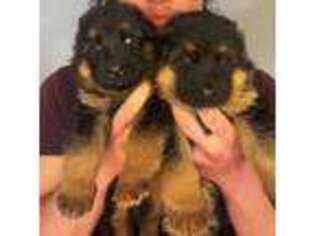German Shepherd Dog Puppy for sale in Brentwood, TN, USA