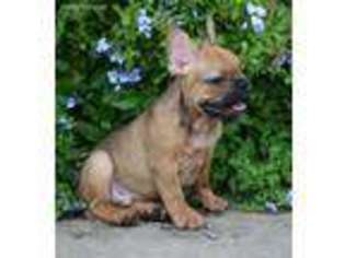 French Bulldog Puppy for sale in Tyler, TX, USA