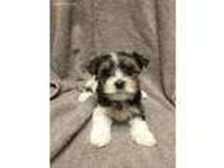 Biewer Terrier Puppy for sale in Edinburg, PA, USA