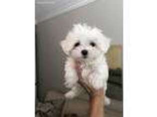 Maltese Puppy for sale in Plano, TX, USA