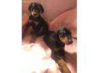 Doberman Pinscher Puppy for sale in Falls Creek, PA, USA