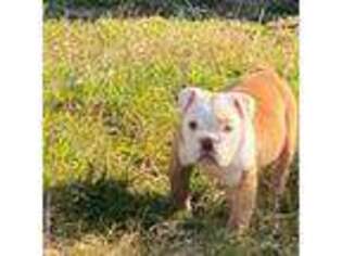 Olde English Bulldogge Puppy for sale in Cumberland, IN, USA