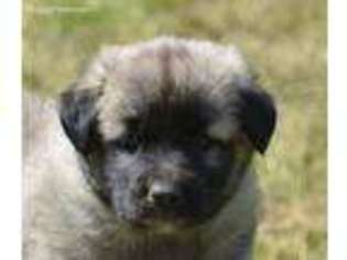 Anatolian Shepherd Puppy for sale in Dandridge, TN, USA