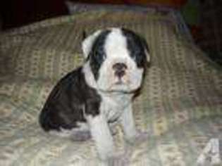 Bulldog Puppy for sale in GLADYS, VA, USA