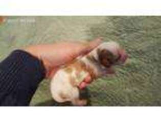 Cavalier King Charles Spaniel Puppy for sale in Folsom, CA, USA