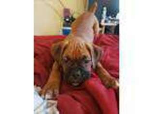 Boxer Puppy for sale in Columbus, OH, USA