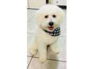 Bichon Frise Puppy for sale in Schaumburg, IL, USA