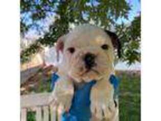 Bulldog Puppy for sale in Yucaipa, CA, USA