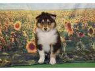 Collie Puppy for sale in Niles, MI, USA