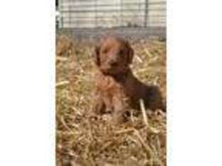 Goldendoodle Puppy for sale in Scandia, MN, USA