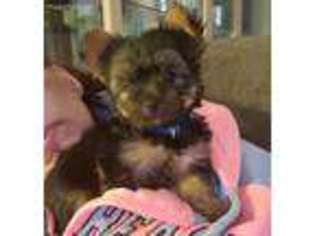 Yorkshire Terrier Puppy for sale in Ansonia, CT, USA