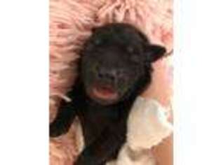 Labrador Retriever Puppy for sale in Monroe, GA, USA
