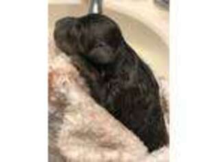 Doberman Pinscher Puppy for sale in Greensboro, NC, USA