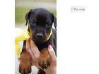 Doberman Pinscher Puppy for sale in Wichita, KS, USA