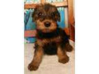 Airedale Terrier Puppy for sale in Atoka, OK, USA