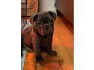 French Bulldog Puppy for sale in Cliffside Park, NJ, USA