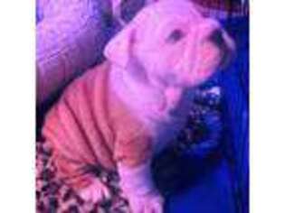 Bulldog Puppy for sale in Orem, UT, USA